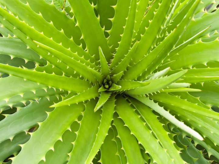 Aloe Vera, plante médicinale