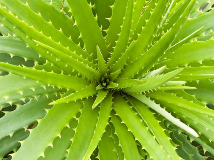 Aloe Vera - Propriétés, bienfaits, culture, histoire- Plantes et Santé