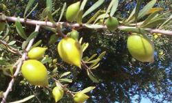 huile d’argan