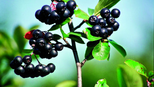 Les fruits noirs