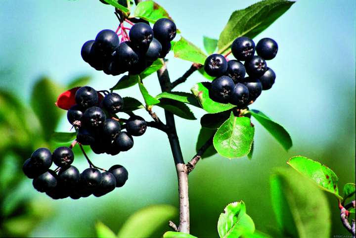 Les fruits noirs