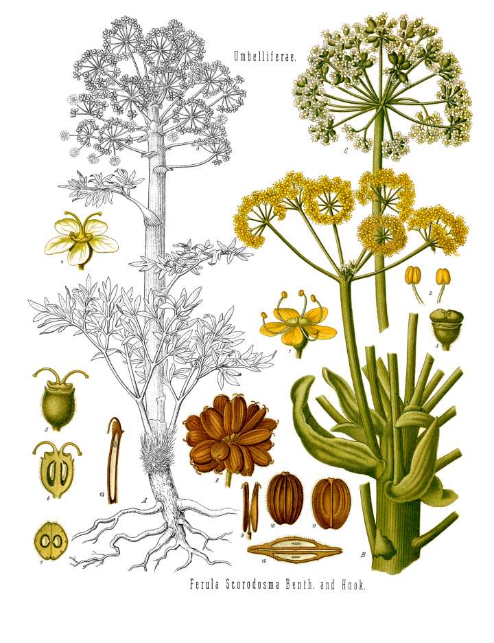 Maladies chroniques : l'efficacité des remèdes naturels