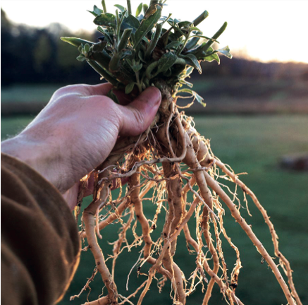 Ashwagandha: una planta ayurvédica contra el estrés - plantas y salud