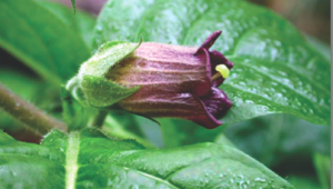 Atropa Belladonna