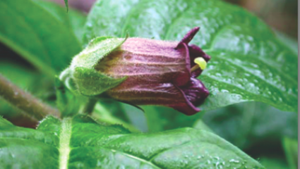 Atropa Belladonna