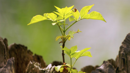 Phytothérapie : Autoguérison, sa force est en vous