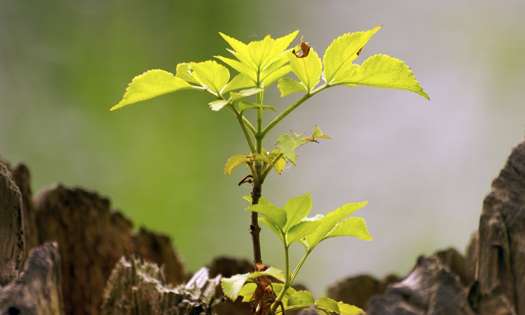 Phytothérapie : Autoguérison, sa force est en vous