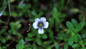 Brahmi, Bacopa monnieri