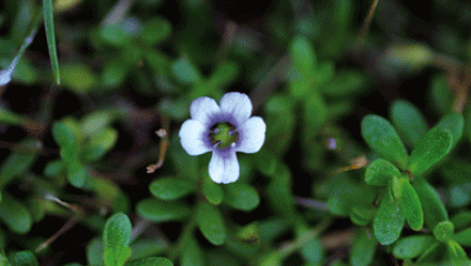 Brahmi, Bacopa monnieri