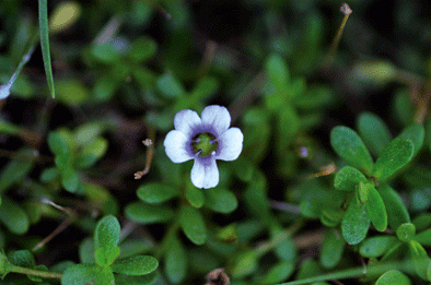 Brahmi, Bacopa monnieri