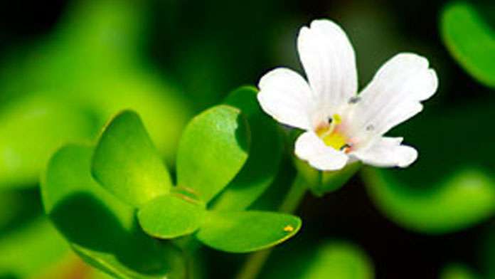 bacopa monnieri