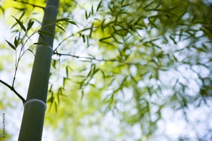 bambou, Phyllostachys viridiglaucescens
