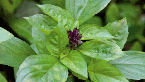 Basilic (Ocimum basilicum L.)