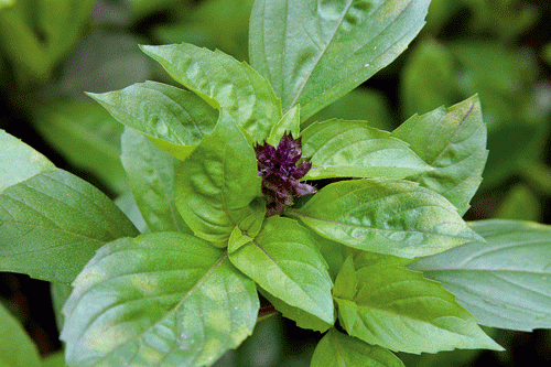 Basilic (Ocimum basilicum L.)