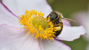 Le miel monofloral peut être utilisé tous les jours pour renforcer l’organisme ou de manière ponctuelle pour soigner les affections respiratoires fréquentes de l’hiver.