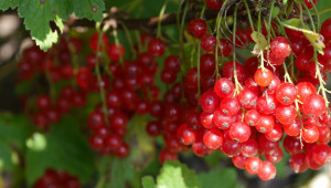 Le jus de canneberge fait baisser le pH de l’urine.