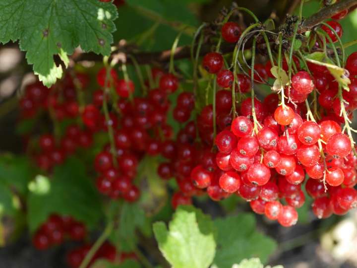 Le jus de canneberge fait baisser le pH de l’urine.