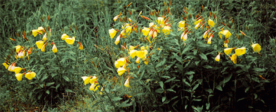 Details About Rare 8 Graines De Rudbeckia Vertrudbeckia Occidentalis Green Wizardx150 Seeds