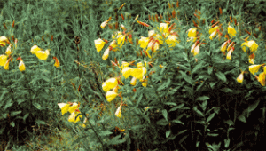 Onagre (Oenothera biennis)