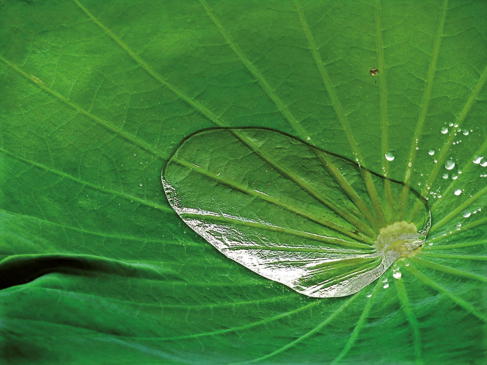 Le Biomimétisme - Quand la nature inspire l'homme - Plantes et