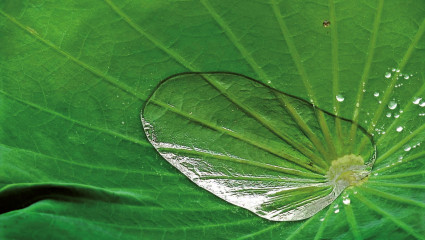 Biomimétisme, quand la nature inspire l’homme