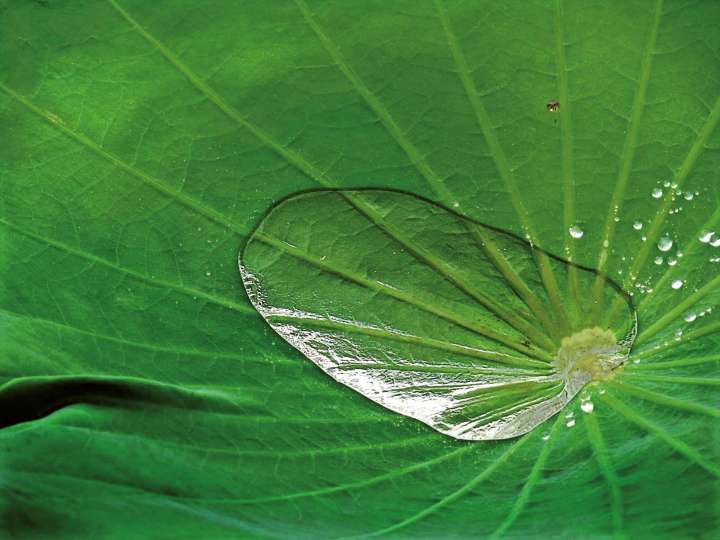 Biomimétisme, quand la nature inspire l’homme