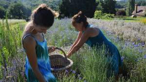 Nathalie (à droite) et Stéphanie ceuillent des bleuets. Crédit photo : © Serge Lapouge