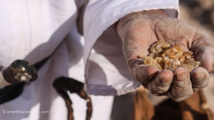 boswellia Oman