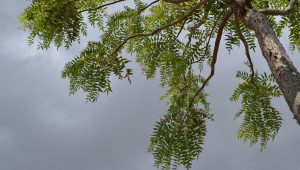 Boswellia Ayurveda