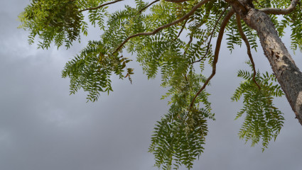 Boswellia Ayurveda