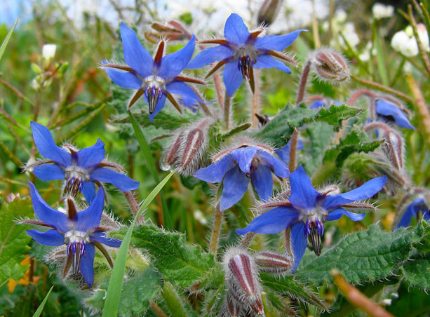 Influence Chrétienne : VERGERS ET JARDINS DANS L’UNIVERS MÉDIÉVAL Bourrache