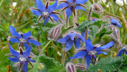 Bourrache (Borago officinalis L.)