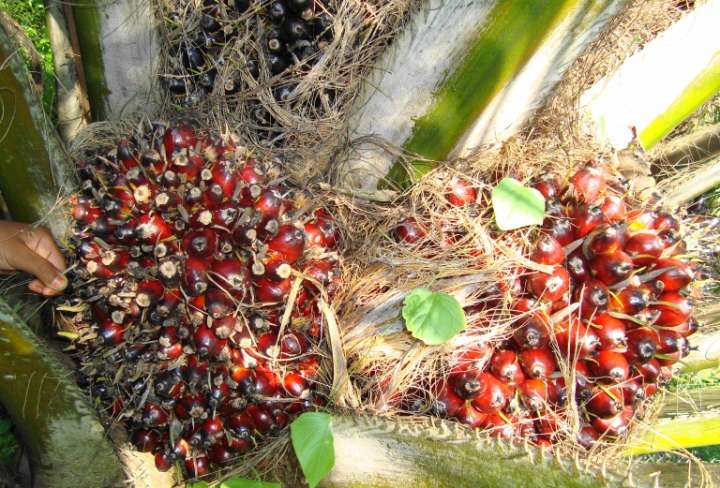 Huile de palme : marché durable pour tous