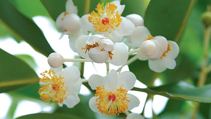 Huile de tamanu (Calophyllum inophyllum)