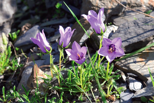 Campanule d’Allioni