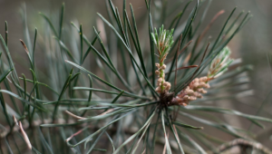 Pin sylvestre et sphère respiratoire