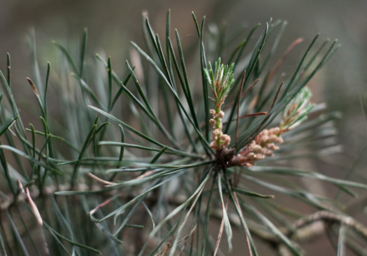 Pin sylvestre et sphère respiratoire