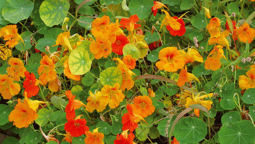 La Capucine - Contre les bronchites, revitalise la peau - Plantes et Santé
