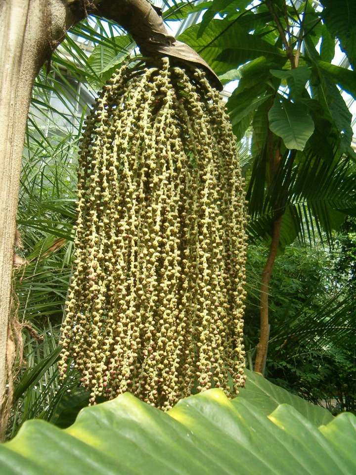 caryota urens kitul 