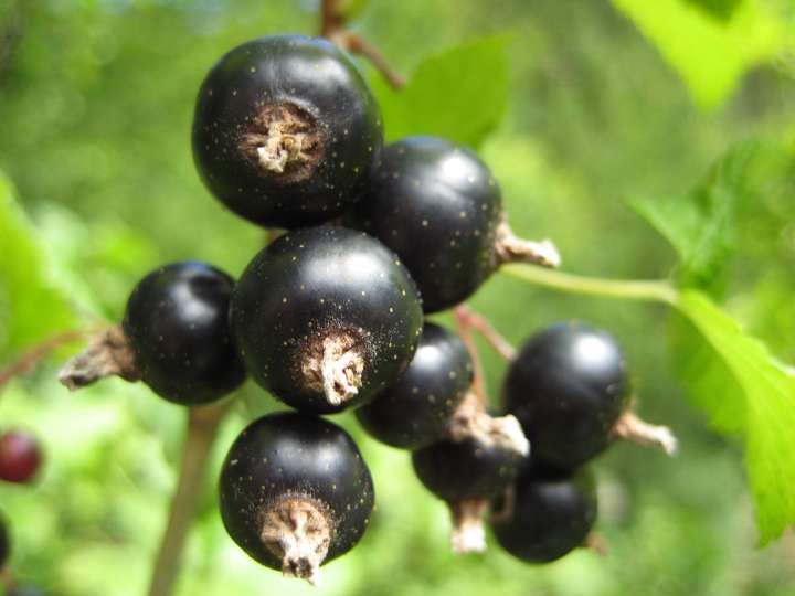 Le cassis, veino-tonique et anti-inflammatoire- Plantes et Santé