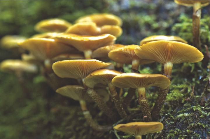 Phytothérapie : Les champignons, cueillette de santé