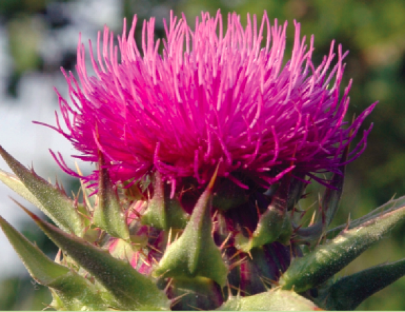 Chardon Marie (Silybum marianum)