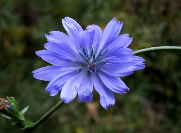 La chicorée sauvage - Vertus et utilisations- Plantes et Santé