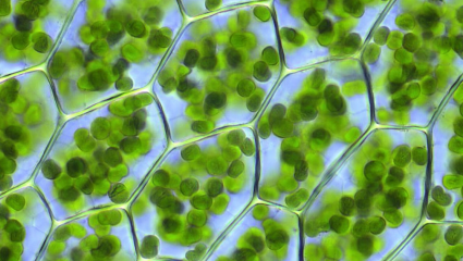 chlorophylle