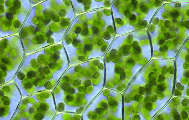 Chlorophylle : le sang des plantes est en vous- Plantes et Santé