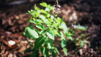 Basilic sacré ou tulsi