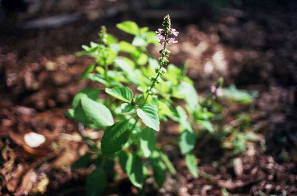 Basilic sacré ou tulsi