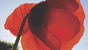 Coquelicot