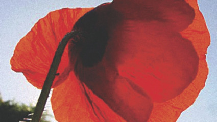 Coquelicot