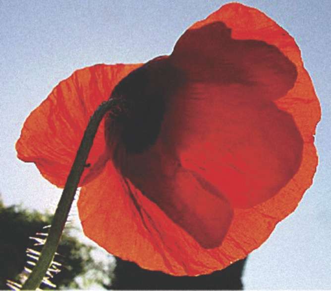 Coquelicot